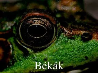 b k k