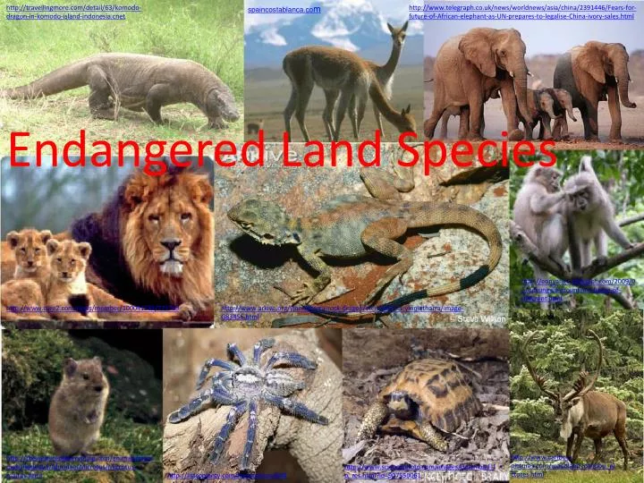 endangered land species