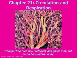 Chapter 21: Circulation and Respiration