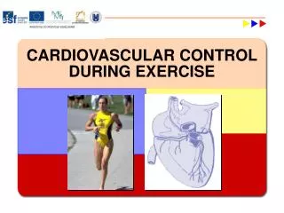 CARDIOVASCULAR CONTROL DURING EXERCISE
