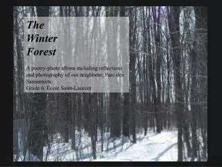 The Winter Forest