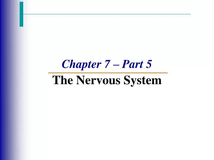 chapter 7 part 5 the nervous system