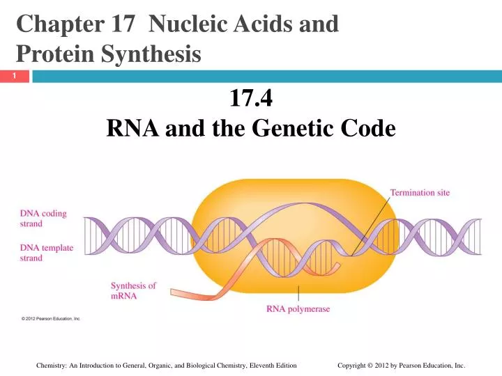 chapter 17 nucleic acids and protein synthesis