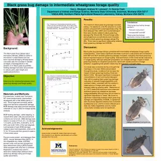 Black grass bug damage to intermediate wheatgrass forage quality