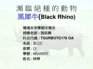 black rhino