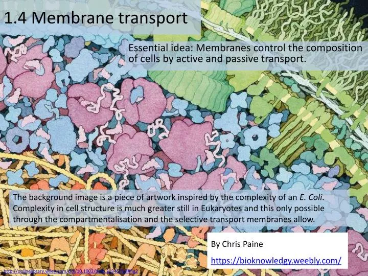 1 4 membrane transport