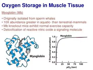 Oxygen Storage in Muscle Tissue