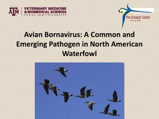 Avian Bornavirus : A Common and Emerging Pathogen in North American Waterfowl