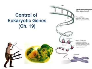 Control of Eukaryotic Genes (Ch. 19)