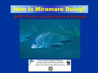WWF-Riserva naturale marina di Miramare