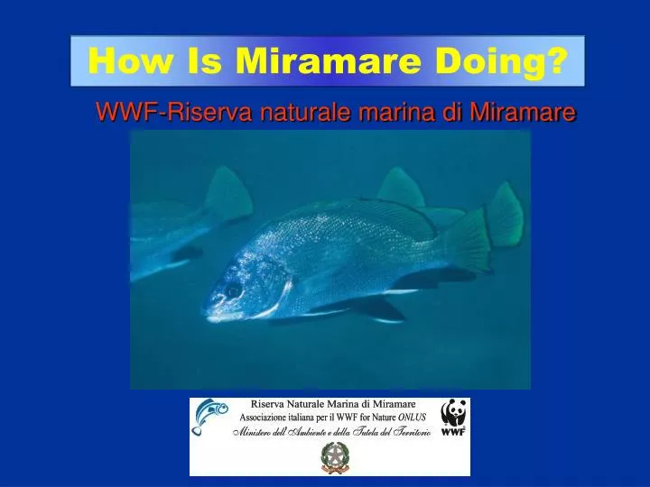 wwf riserva naturale marina di miramare