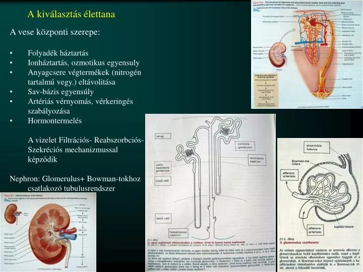 a kiv laszt s lettana