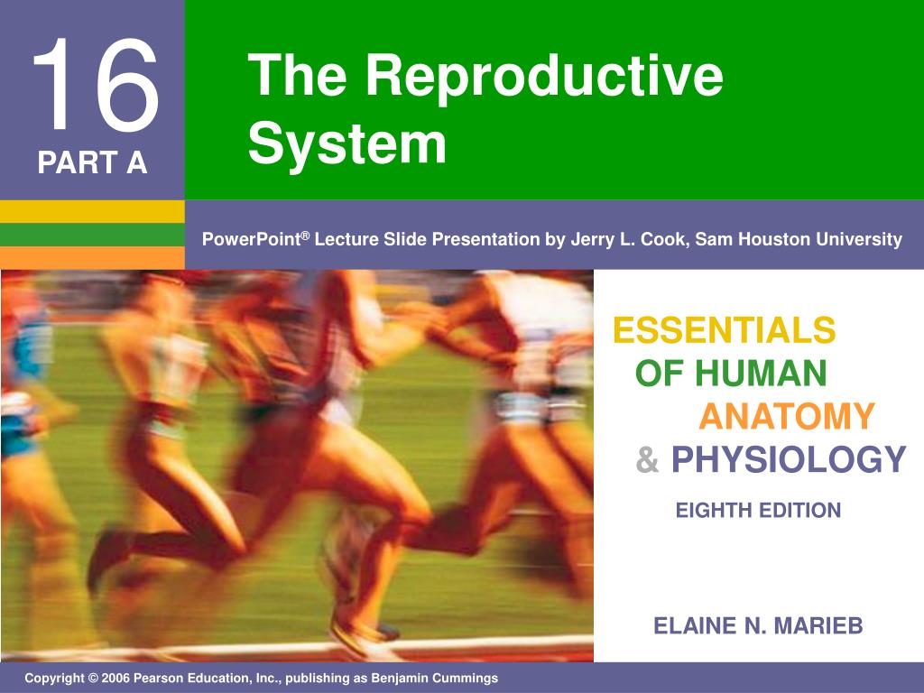 PPT - The Reproductive System PowerPoint Presentation, free download ...