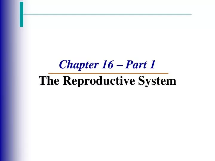 chapter 16 part 1 the reproductive system