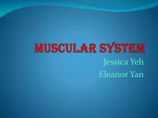 Muscular Syste m