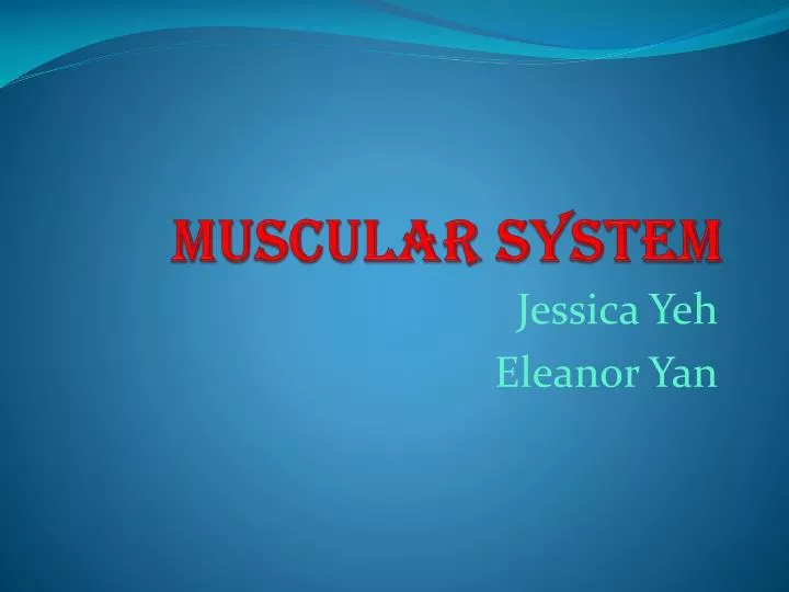 muscular syste m