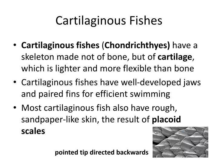 cartilaginous fishes
