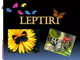 leptiri