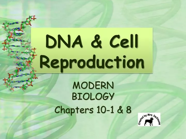 dna cell reproduction