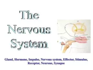 The Nervous System