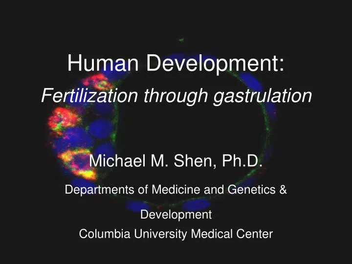 human development fertilization through gastrulation