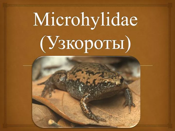 microhylidae