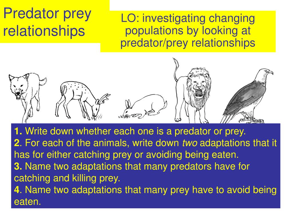 Predators Rapport PPT - Predator prey relationships PowerPoint Presentation, free ...