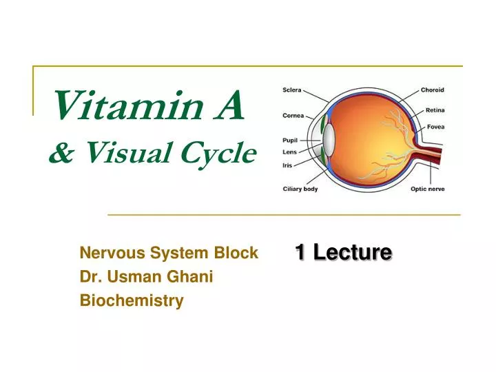 vitamin a visual cycle