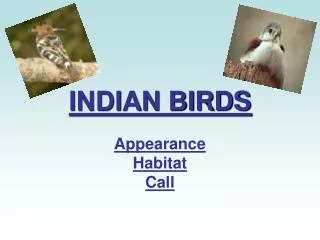 INDIAN BIRDS