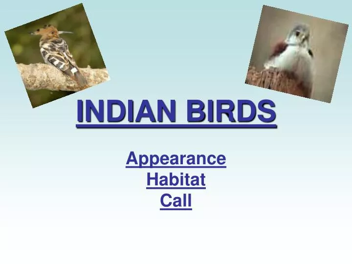 indian birds