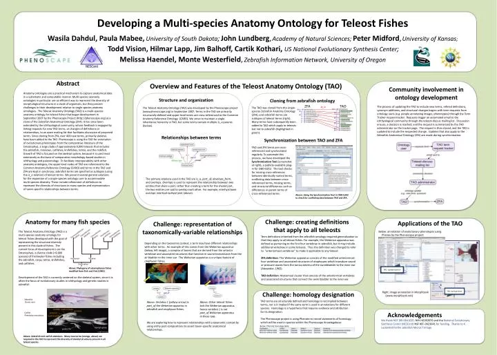 developing a multi species anatomy ontology for teleost fishes