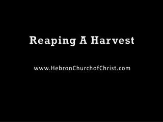 Reaping A Harvest