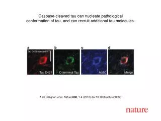 A de Calignon et al. Nature 000 , 1-4 (2010) doi:10.1038/nature08890