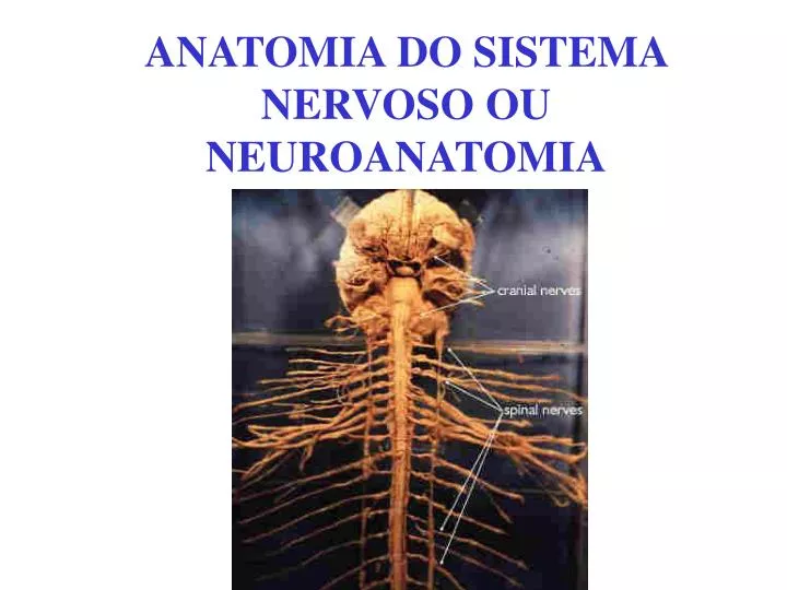 anatomia do sistema nervoso ou neuroanatomia