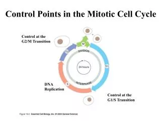 Control Points in the Mitotic Cell Cycle
