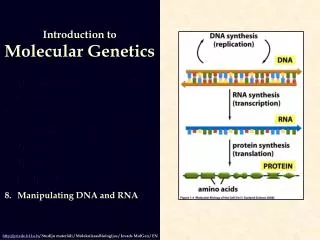 The Structures of DNA and RNA Genome s DNA Replication DNA Repair and Recombination