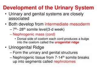 Development of the Urinary System