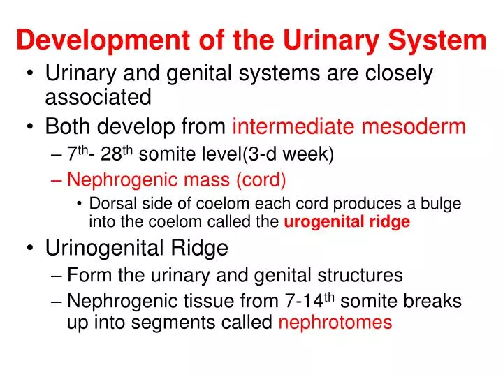 development of the urinary system