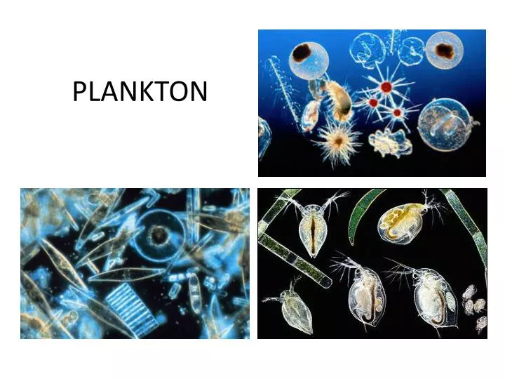 plankton