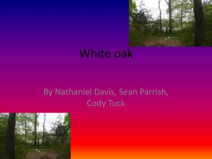 white oak