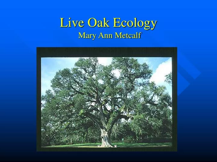 live oak ecology mary ann metcalf