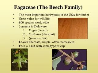 Fagaceae (The Beech Family)