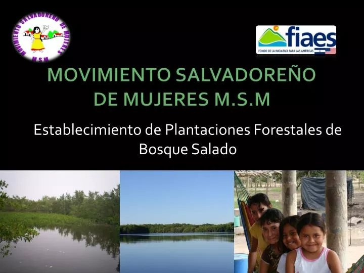 establecimiento de plantaciones forestales de bosque salado