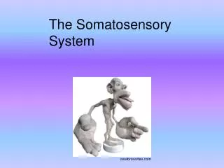 The Somatosensory System
