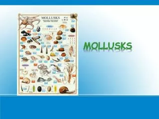 Mollusks