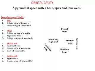 ORBITAL CAVITY