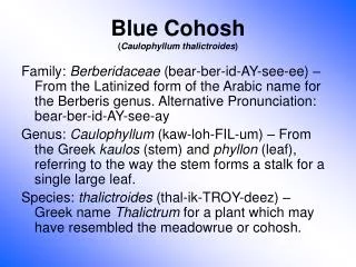 Blue Cohosh ( Caulophyllum thalictroides )