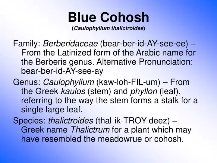 blue cohosh caulophyllum thalictroides