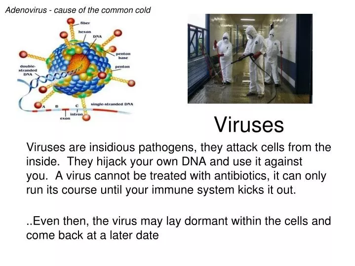 viruses