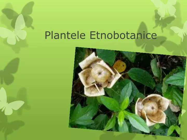 plantele etnobotanice